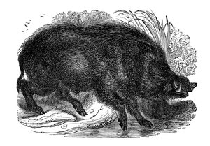 Sanglier, 1848 - Unbekannt