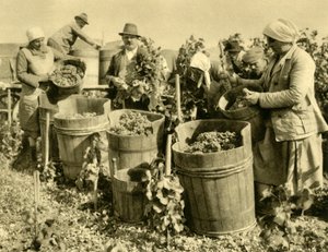 Vendanges près de Baden bei Wien, Basse-Autriche, c1935 - Unbekannt