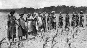 Femmes binant un champ de maïs, Afrique du Sud, vers 1923 - Unbekannt