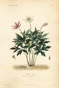 Anémone des bois ou anémone sylvie - Unbekannt