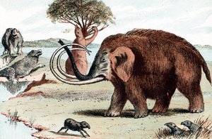 Mammouth laineux Mammuthus, 1892 - Unbekannt