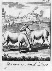 Yehiam ou Cerf musqué, 18ème siècle - Unbekannt