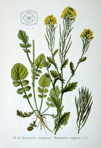 Roquette jaune (1893)