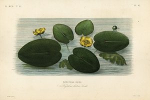 Nénuphar jaune, Nuphar lutea, Nénuphar lutea, Nénuphar jaune - Unbekannt