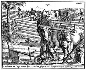 Attelage de bœufs et labourage des champs, Afrique du Sud, XVIIIe siècle, 1931