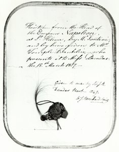 Cheveux coupés de la tête de l
