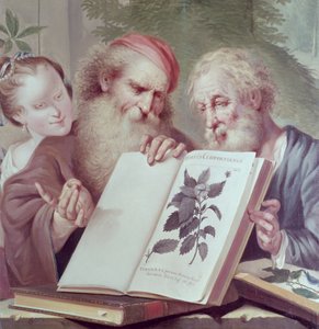 Illustration de Hortus Cliffortianus, par Carl Linnaeus (1707-78) publié à Amsterdam 1737-38 - Unbekannt Unbekannt