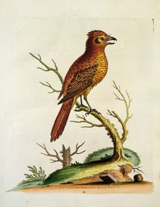Grand Bulcher à crête indien, publié en mai 1742 par G.E. Inard - Unbekannt Unbekannt