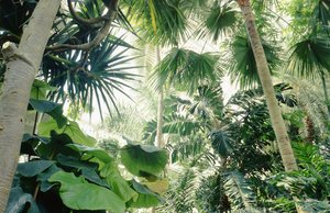 Vue intérieure de la Palm House