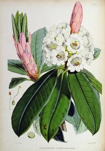 Rhododendron : Argenteum, de 