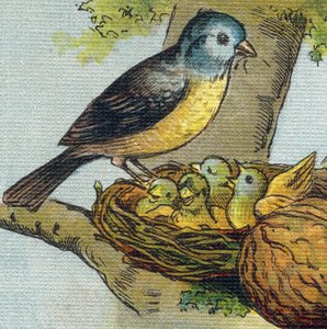 Un oiseau nourrit ses petits dans un nid. Gravure dans "Alphabet de ma petite fille". Bernardin-Béchet et Fils, libraires-éditeurs, Paris, vers 1895. Album incassable sur toile. Bibliothèque des Bébés. - Unbekannt