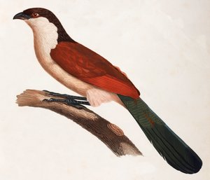 Illustration en couleur d