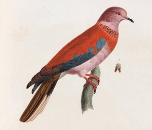 Illustration en couleur d