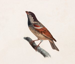 Illustration en couleur d