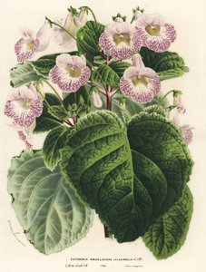 Achimenantha x naegelioides, cultivar lilas (Eucodonia naegelioides lilacinella). Lithographie coloriée à la main de Flowers of the Gardens and Hothouses of Europe de Louis van Houtte et Charles Lemaire, Flore des Serres et des Jardins de l