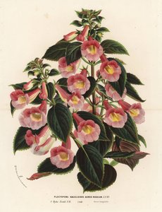 Achimenantha x naegelioides, cultivar rose et or. Plectopoma naegelioides aureo-roseum. Lithographie en couleur de Louis van Houtte et Charles Lemaire, Flore des Serres et des Jardins de l