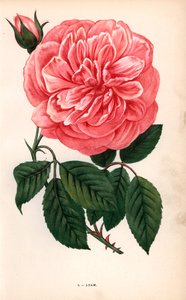 Rose Adam, variété de la rose thé élevée par Monsieur Adam de Reims en 1838. Chromolithographie dessinée et lithographiée d