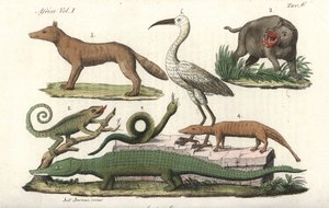 Animaux africains incluant hippopotame, caméléon, crocodile, serpent, etc. Gravure sur cuivre coloriée à la main de Costumes Antique et Moderne de Tous les Peuples de Giulio Ferrario - Unbekannter Künstler