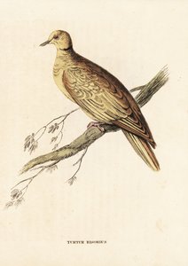 Tourterelle rieuse africaine, Streptopelia roseogrisea risoria. Gravure à l