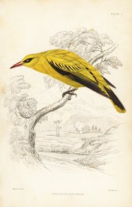 Loriot doré africain, Oriolus auratus - Unbekannter Künstler