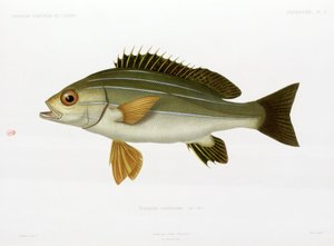 Grunt rayé africain, Algérie - Unbekannter Künstler