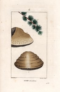 Agaric du mélèze - Gravure par Gautier d