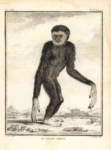 Gibbon agile, Hylobates agilis. En danger. Le grand gibbon - Unbekannter Künstler
