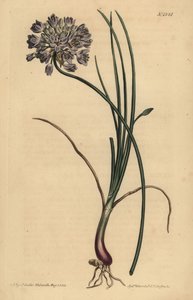 Allium stellerianum (Ail à feuilles de jonquille) - Unbekannt