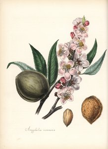Amandier - Amandier commun, Prunus amygdalus (Amygdala communis), avec fleur, feuille, fruit et graine (noix). Zincographie coloriée à la main par Chabots dessinée par Miss M. A. Burnett de son "Plantae Utiliores: ou Illustrations de Plantes Utiles," Whitt - Unbekannter Künstler