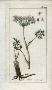 Cerfeuil alpin ou fenouil des montagnes (Meum athamanticum)