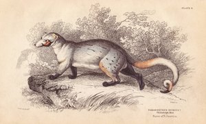 Paradoxure américain, Paradoxurus dubius. D