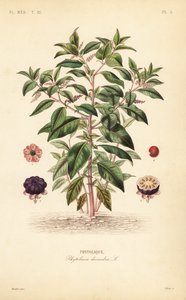 Phytolaque, Phytolacca americana - Unbekannt