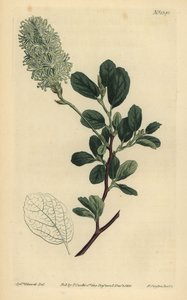 Fothergilla gardenii - Unbekannt