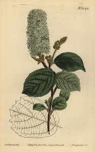 Hamamélis américain, Fothergilla gardenii