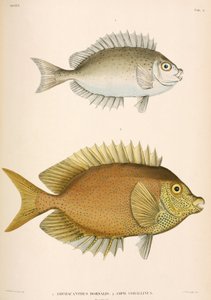 Amphacanthus dorsalis, Amphacanthus corallinus, Indonésie - Unbekannter Künstler
