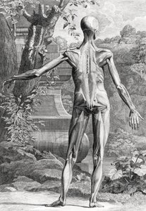 Illustration anatomique