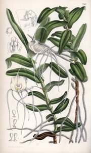 Angraecum germinyanum, orchidée blanche de Madagascar. Nommée d