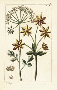 Anis ou anis étoilé, Pimpinella anisum