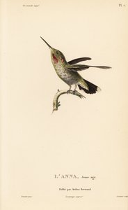 Colibri d
