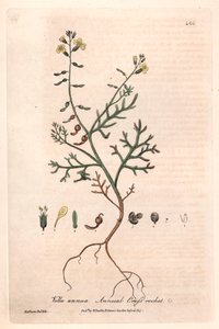 Vella annuelle (Vella annua) - Planche botanique de Isaac Russell, gravée par Charles Matthews, tirée de « Phénomènes botaniques anglais » de William Baxter (1788-1871) - Unbekannter Künstler