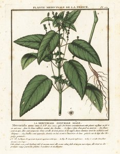 Mercuriale annuelle, Mercurialis annua - Unbekannter Künstler