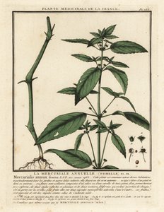 Mercuriale annuelle, Mercurialis annua - Unbekannter Künstler