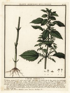 Ortie annuelle, Urtica urens - Unbekannter Künstler