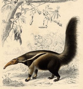 Tamanoir (Myrmecophaga jubata) - Unbekannter Künstler