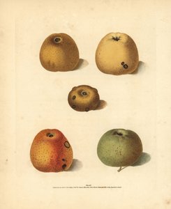 Variétés de pommes, Malus domestica: Franklin