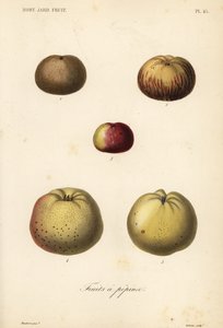 Variétés de pommes - Unbekannt