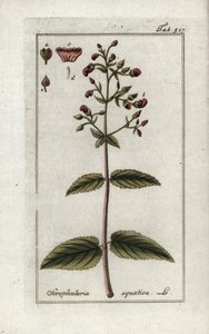 Scrofulaire aquatique (Scrophularia aquatica)