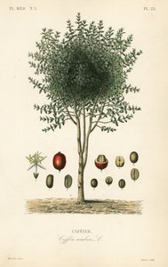Caféier arabe, Coffea arabica - Unbekannter Künstler