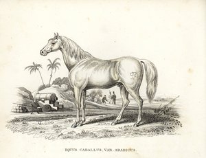 Cheval arabe ou arabe, Equus caballus var. arabicus. Avec la marque de Napoléon sur son flanc et des soldats français et un canon dans un décor de champ de bataille nord-africain. Lithographie colorée à la main tirée de la Galerie d