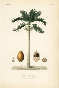 Areca à cachou